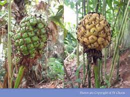My Nice Garden Torch Ginger Flower Seeds Germination Torch Ginger Flower Ginger Flower Flower Seeds