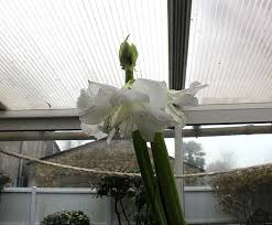 Ce que j'aime = entrois mots. La Vie D Un Amaryllis Mes Ailleurs
