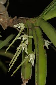 Image result for Cyrtorchis praetermissa