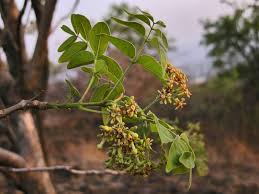 Image result for Schrebera