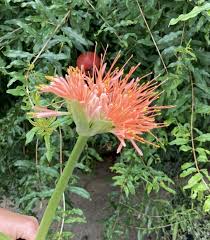 Image result for Scadoxus multiflorus