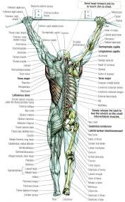 The human body has three types of muscle cells: Labeled Posterior Anatomy Muscle Anatomy Baby Boomer Fitness Massage Therapy
