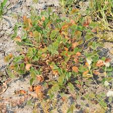 Image result for Marsilea fenestrata