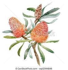 Watercolor Banksia Flower Vector Composition Vector Stock Illustration Royalty Free Illust Flower Illustration Tree Watercolor Painting Flower Line Drawings
