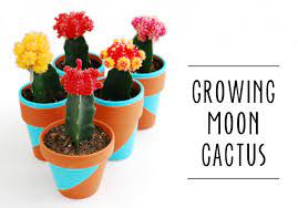 Diy Friday Growing Moon Cactus Tutorial Cactus Care Cactus House Plants Grafted Cactus
