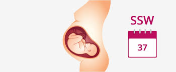 Die überlebenschancen der kinder liegen bereits nach der 28. 37 Ssw Schwangerschaftswoche Baby Gewicht Geburt In 37 Ssw