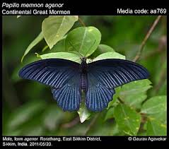 People in third world countries are cutting down the forest to plant mass crops, which are more profitable than what the natural land provides. Papilio Memnon Great Mormon Butterflies Of India