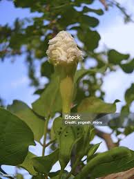 Image result for Dolichandrone alba