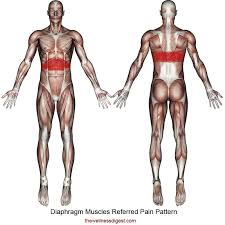 Muscles of the chest and abdomen— presentation transcript 24 muscles that move the arm (3 of 3) pectoralis major: Diaphragm Muscle Chest Pain Rib Pain Difficulty Breathing The Wellness Digest