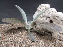 Image result for Kalanchoe glaucescens
