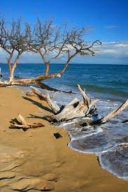 Maui Beach Dirftwood Fine Art Photography Print By James Bo Insogna In 2021 Beach Art Prints Maui Beach Photography Prints Art
