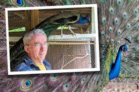 Maybe you would like to learn more about one of these? How One Man Learned Why Six Peacocks Are Better Than One