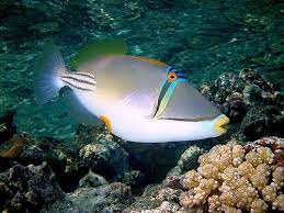 Picasso Triggerfish Humahumanukanukaapuaa Hawaii S State Fish Beautiful Fish Underwater World Sea Life
