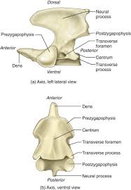 Various dimensions of the atlas and the axis vertebrae were quantitatively measured, with special emphasis on their relationship with the vertebral artery foramen. Cervical Vertebrae An Overview Sciencedirect Topics