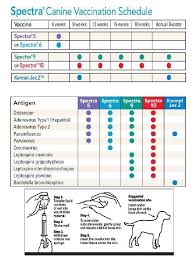 The above chart measure weight in ounces. Canine Immunization Chart Terse