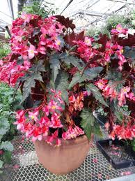 Angel Wing Begonia Basket They Grow On Upright Stems With Interesting Leaves And Magnificent Displays Of Pendant And Drooping Flowers Bunga