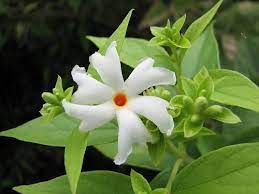 Maybe you would like to learn more about one of these? Most Popular Flower Names In Tamil English India Gardening
