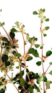 Image result for Glinus