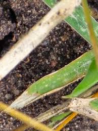 Image result for Moorochloa eruciformis