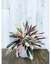 Image result for stromanthe