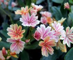 Image result for Montiaceae