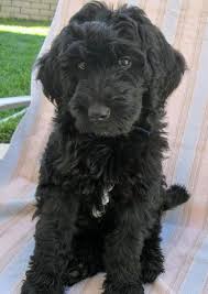 To ensure your pup fits into a home with color: Benni The Labradoodle Labradoodle Puppy Cute Dogs Cute Puppy Names