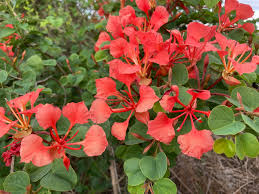 Image result for Bauhinia bowkeri
