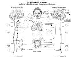 Responses Associated With Parasympathetic Dominance The Dual Sided Download Scientific Diagram