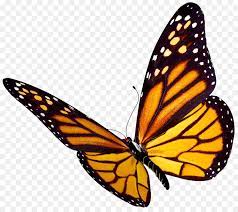 If you want to use this image on holiday posters, business flyers, birthday invitations, business coupons, greeting cards, vlog covers, youtube videos, facebook / instagram marketing etc. Monarch Butterfly