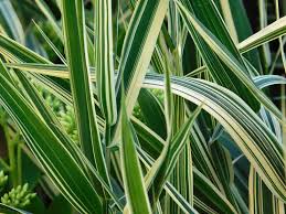 Scale is also an important element to landscaping. Landscaping With Yuccas Drought Resistant Plants For Your Garden