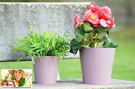 Available in fiberglass, aluminum & resin, and across a range of sizes, discover the very best planters, pots, and plant containers in a. Plastic Plant Pots Wholesale