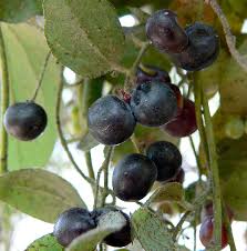 Image result for Cocculus hirsutus