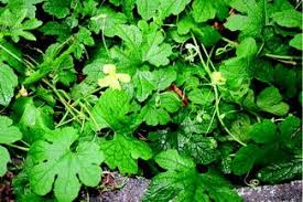 Image result for Momordica pterocarpa