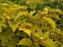 Image result for Solanum chrysotrichum