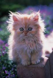 صور قطط شيرازى أروع صور للقطط الشيرازى صور جديده للقطط الشيرازى trf15117 jpg cats cool pets cute cats