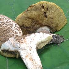 Image result for Boletus variipes