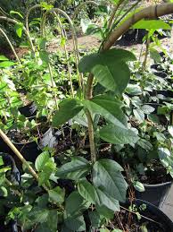 Maybe you would like to learn more about one of these? Green Isle Gardens Florida Native Vines Green Isle Gardens