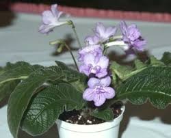 Image result for Streptocarpus umtaliensis