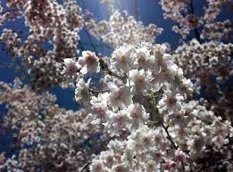 Check spelling or type a new query. Plum Tree Blue Damson De Groot Inc Perennials Daylilies Fruits Vegetables Shrubs Bulbs