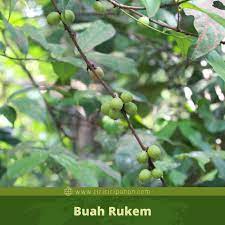 Mengenal dan melihat langsung bentuk daun, batang pohon bahan bonsai rukem (flacourtia indica) di habitatnya di alam liar. Ciri Ciri Pohon Rukem Flacourtia Rukam Di Alam Liar Ciriciripohon Com