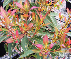 Check spelling or type a new query. Corymbia Ficifolia Baby Orange Grafted Flowering Gum Trees Speciality Trees