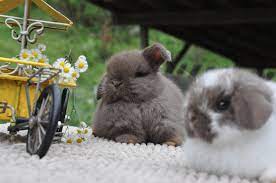 Underhill Hollands Holland Lops For Sale In Tn