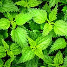 Other stinging nettle safety concerns: Stinging Nettles A Cautionary Lesson For Tourists To Ireland Irish American Mom