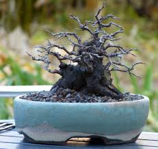 Pin Von William Roy Mccorkle Auf Bonsai Bonsai Obstbaum Bonsai Baum Mame Bonsai