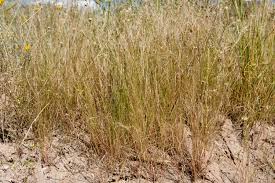 Image result for Aristida adscensionis