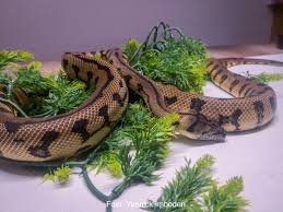 Teppichpython.de is tracked by us since february, 2018. Papua Teppichpython Reptale De