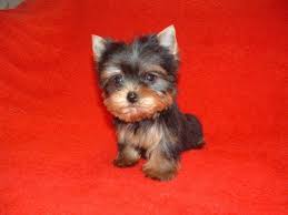 Find great deals on ebay for teacup yorkies for sale. Teacup Yorkie Puppies For Sale Texas Page 10