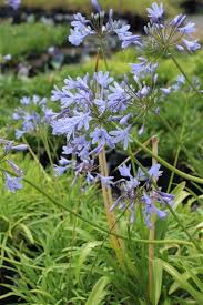 Image result for Agapanthus africanus