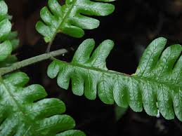 Image result for Ctenitis