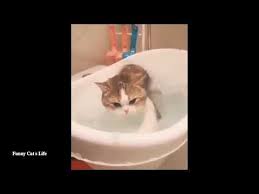 Baby Cats Cute And Funny Cat Videos Compilation Youtube In 2020 Funny Cat Videos Cute Cat Gif Baby Cats